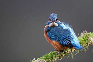 Common Kingfisher on a branch 