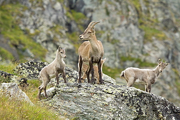 Female and young ibex on rock, Vanoise Alps France 