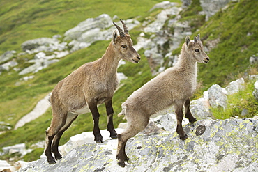 Female Ibex and young, Vanoise Alps France