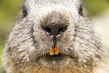 Portrait of Alpine Marmot, Ecrins NP Alps France