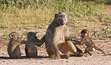 Young Chacma baboons grooming a female, Kruger RSA 