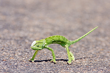 Flap-necked chameleon crossing a road, Kruger RSA 