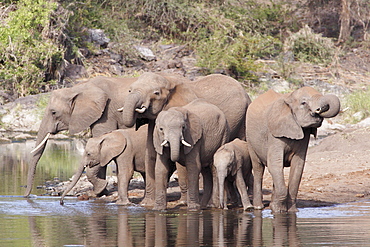 African Elephants drinking, Kruger RSA 