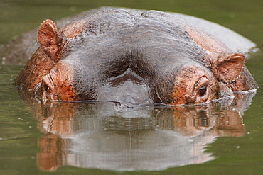 Portrait of Hippo in water, Kruger RSA 