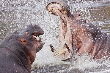 Female hippopotamus threatening a young male, Kruger RSA