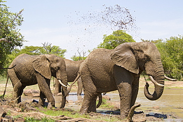 African Elephants taking a mud bath, Kruger South Africa