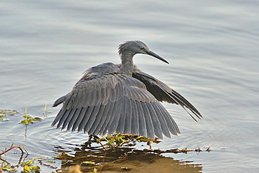 Black Heron fishing in posture, Botswana 