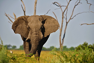 African Elephant in the Savanna, Botswana Savuti