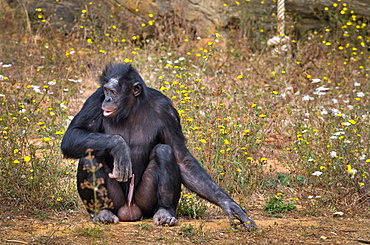 Bonobo male sitting erect, Monkey Valley France 