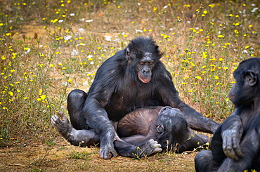 Bonobos mating, Monkey Valley France 