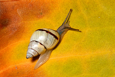 Snail on a leaf, Isle of Pines New Caledonia