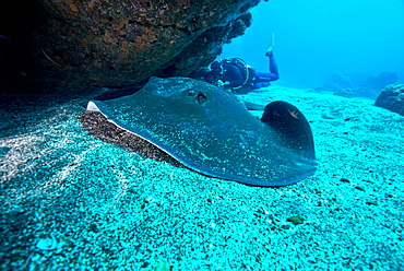 Round Stingray and Diver, Azores Atlantic Ocean