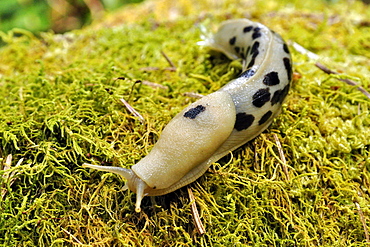 Banana slug on moss, Olympic NP USA 