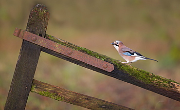 Jay perched on a gate in winter, GB