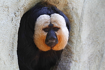 Portrait of Guianan Saki