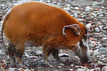 Bushpig on stony ground