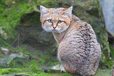 Sand cat sitting on moss