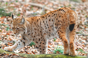 Eurasian lynx on leaves 