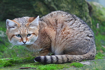 Sand cat lying on moss