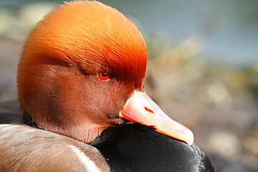 Portrait of male Red-crested Pochard, France 