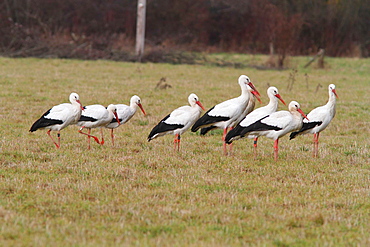 White storks in a meadow in winter, France