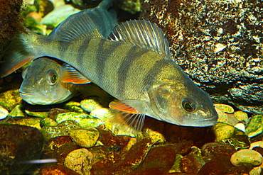 Common perch above the bottom 