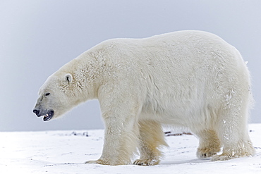 Male polar bear on the ice, Barter Island Alaska 