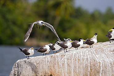 Great Crested Terns on rock, Sri Lanka