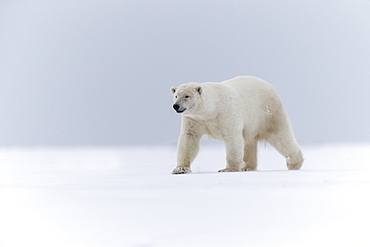 Polar bear walking on the ice, Barter Island Alaska 