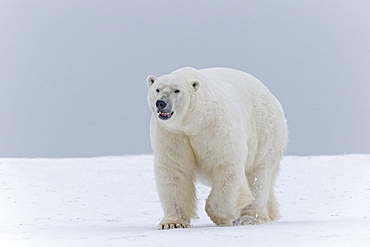 Male polar bear on the ice, Barter Island Alaska 