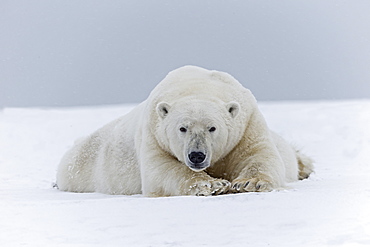 Polar bear male lying on the ice, Barter Island Alaska 