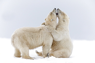 Polar bears playing on the ice, Barter Island Alaska 