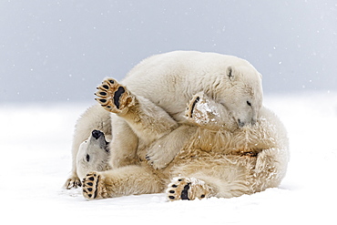 Polar bears playing on the ice, Barter Island Alaska 