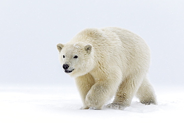 Polar bear walking on ice, Barter Island Alaska 