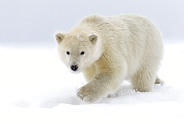 Polar bear walking on ice, Barter Island Alaska 