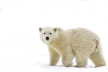 Polar bear walking on ice, Barter Island Alaska 