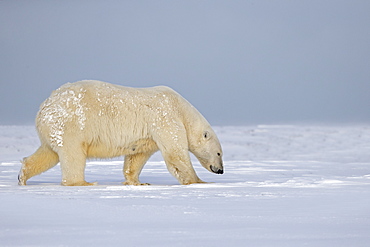 Polar bear walking on ice, Barter Island Alaska 