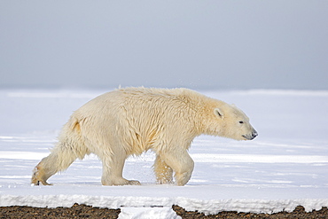 Polar bear walking on ice, Barter Island Alaska 