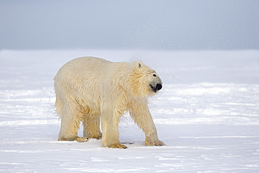 Polar Bear snorting on the ice, Barter Island Alaska 