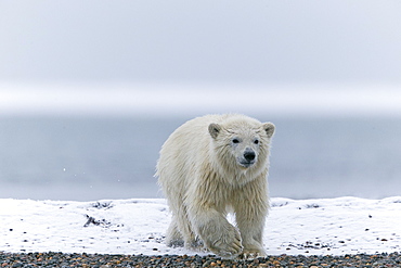 Polar bear at the water's edge, Barter Island Alaska 