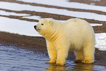 Polar bear at the water's edge, Barter Island Alaska 