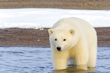 Polar bear walking in water, Barter Island Alaska 