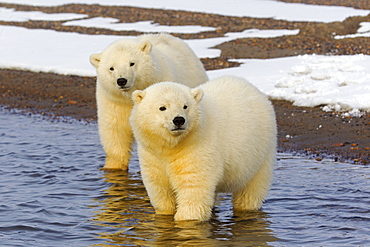 Polar bears in water, Barter Island Alaska