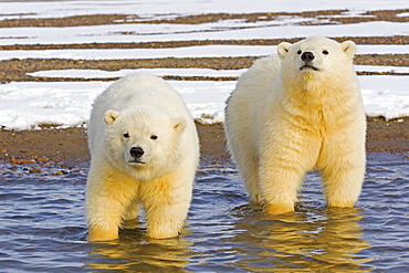 Polar bears in water, Barter Island Alaska