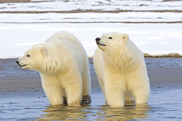 Polar bears in water, Barter Island Alaska 