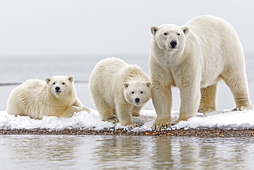 Polar bear and young on shore, Barter Island Alaska 