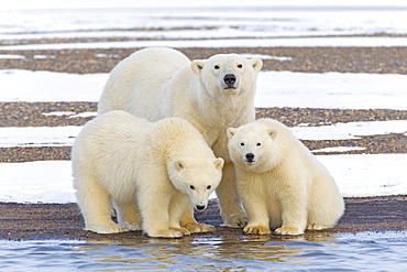 Polar bear and young on shore, Barter Island Alaska 