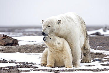 Polar bear and young on shore, Barter Island Alaska 