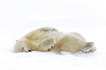 Polar bear young lying in snow, Barter Island Alaska 