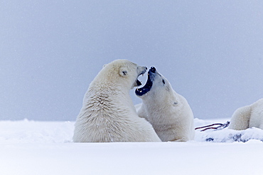 Polar bears playing on snow, Barter Island Alaska 